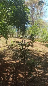 Fazenda/Sítio à venda, 2500m² no , Silvânia
