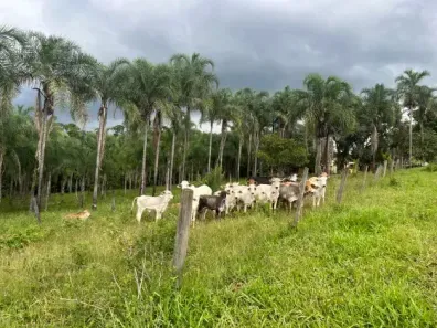Fazenda/Sítio à venda, 1040000m² no Setor Habitacional Fercal, Brasília