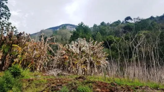 Fazenda/Sítio à venda, 35000m² no , Nova Petrópolis
