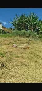 Lote/Terreno à venda, 167m² no Bela Vista, Palhoça