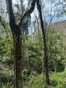 Lote/Terreno à venda, 21000m² no Itaipava, Petrópolis