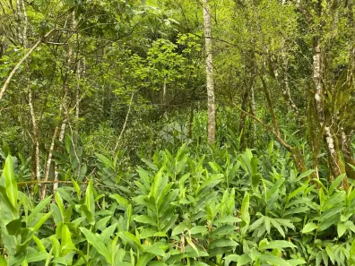 Fazenda/Sítio à venda, 128000m² no , Nova Petrópolis