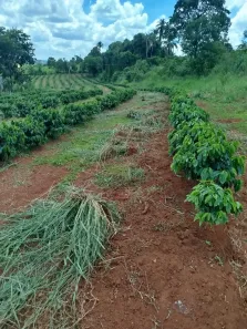 Fazenda/Sítio com 3 Quartos à venda, 121000m² no , Santo Antônio da Alegria