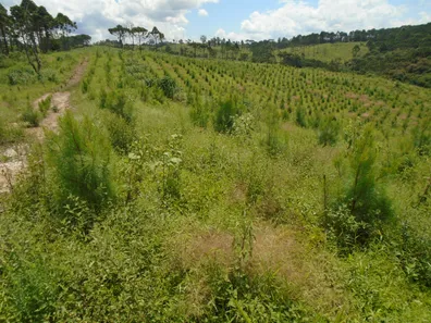 Lote/Terreno com 1 Quarto à venda, 474320m² no STIVA, Bocaiúva do Sul