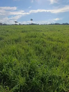 com 3 Quartos à venda, 550m² no , Nova Monte Verde