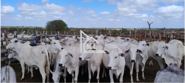 Fazenda/Sítio com 3 Quartos à venda, 730000m² no , Lagoa de Pedras