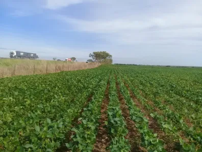 Fazenda/Sítio com 3 Quartos à venda, 21m² no , Campo Alegre de Goiás