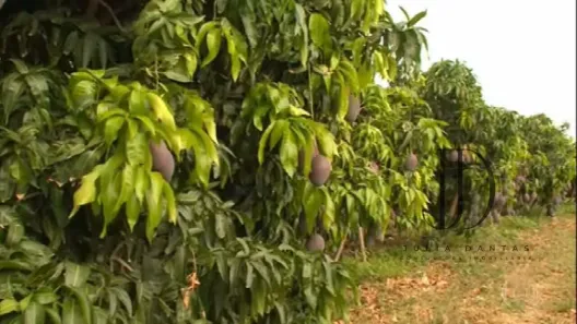 Fazenda/Sítio à venda, 23000000m² no , Curaçá