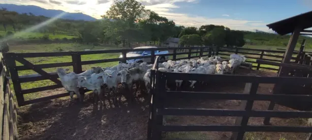 Fazenda/Sítio com 2 Quartos à venda, 1000000m² no , Mucajaí