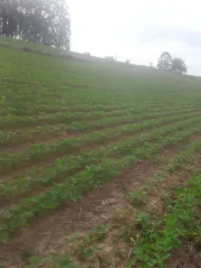Fazenda/Sítio com 2 Quartos à venda, 90m² no , Pilar do Sul