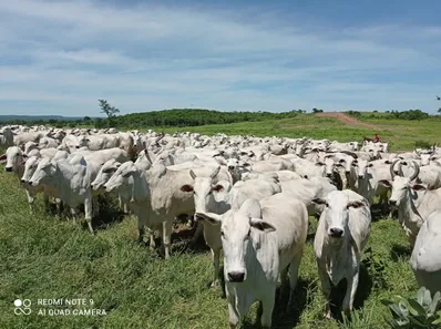 Fazenda/Sítio à venda, 1m² no , Januária