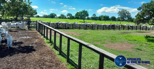 Fazenda/Sítio com 4 Quartos à venda, 294m² no Setor Central, Arraias