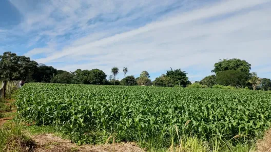 Fazenda/Sítio com 4 Quartos à venda, 70000m² no , Brasília