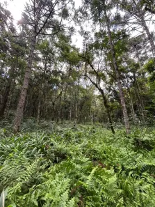 Fazenda/Sítio à venda, 32000m² no , Campo Alegre