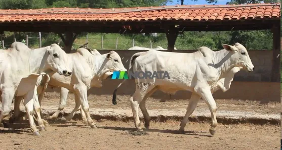 Fazenda/Sítio com 1 Quarto à venda, 1520m² no , Januária