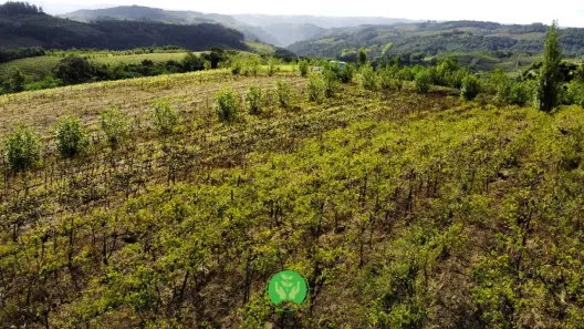 Fazenda/Sítio à venda, 26000m² no , Monte Belo do Sul
