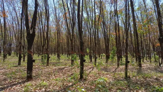 Fazenda/Sítio com 3 Quartos à venda, 157300m² no Centro, Jaci