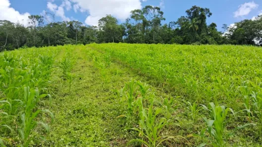 à venda, 70000m² no Área Rural, Águas Mornas