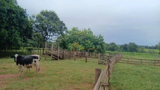 Fazenda/Sítio com 5 Quartos à venda, 73200m² no São Benedito da Capelinha (Zona Rural), São José do Rio Preto