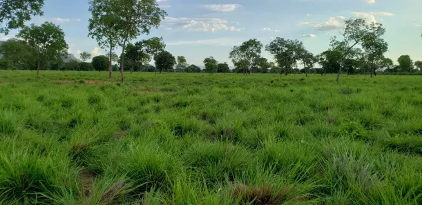 Fazenda/Sítio à venda, 822800m² no , Posse