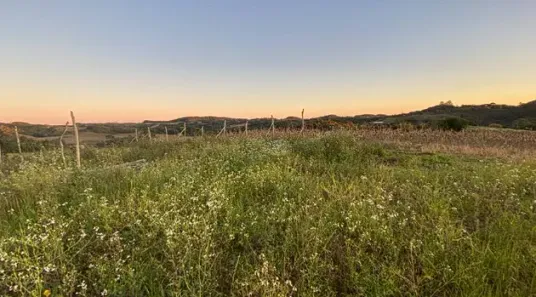 Lote/Terreno à venda, 20000m² no Campo Novo, Campo Magro