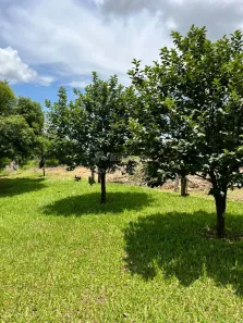 Fazenda/Sítio à venda, 36300m² no , Potirendaba