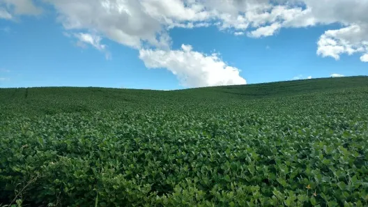 Fazenda/Sítio com 3 Quartos para venda ou aluguel, 200m² no Areia Branca dos Assis, Mandirituba