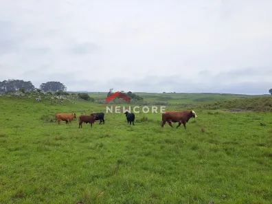 Fazenda/Sítio com 1 Quarto à venda, 800000m² no Centro, São Francisco de Paula