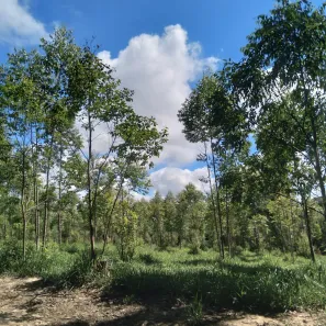 Fazenda/Sítio com 1 Quarto à venda, 1m² no , Angatuba