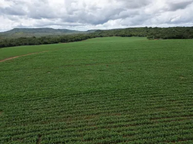 Fazenda/Sítio com 3 Quartos à venda, 13500000m² no Zona Rural, Passagem Franca do Piauí