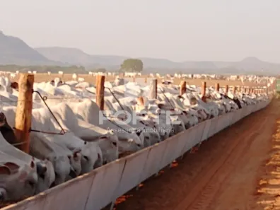 Fazenda/Sítio com 11 Quartos à venda, 3900m² no Goiatins, Goiatins