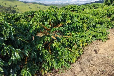 Fazenda/Sítio com 3 Quartos à venda, 450000m² no Botelhos, Botelhos