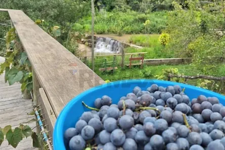Fazenda/Sítio com 6 Quartos à venda, 550000m² no , Passa Tempo