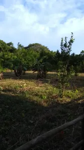 Fazenda/Sítio com 3 Quartos à venda, 60888m² no , Barão de Melgaço