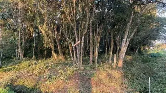Lote/Terreno à venda, 125m² no Belas Artes, Itanhaém