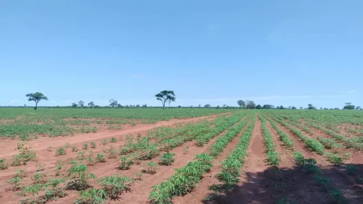 Fazenda/Sítio à venda, 3678000m² no Centro, Anaurilândia