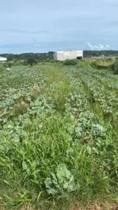 Lote/Terreno à venda, 21000m² no Jardim das Cerejeiras, Arujá
