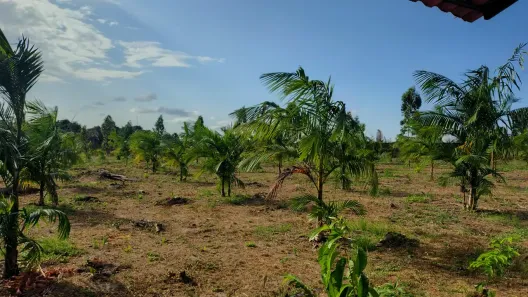 Fazenda/Sítio com 2 Quartos à venda, 10000m² no , Axixá