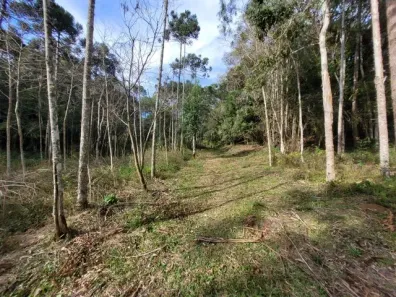 Fazenda/Sítio à venda, 4500m² no Bateias de Baixo, Campo Alegre