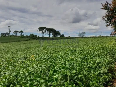 Imóvel Comercial à venda, 81369m² no São Marcos, São José dos Pinhais