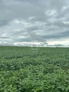 Fazenda/Sítio com 1 Quarto à venda, 5000m² no , Diamantino