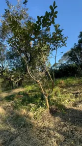 Lote/Terreno à venda, 1000m² no , Mairinque