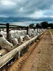 Fazenda/Sítio à venda, 4000000m² no Campo de Aviação Ipuã, Caçapava