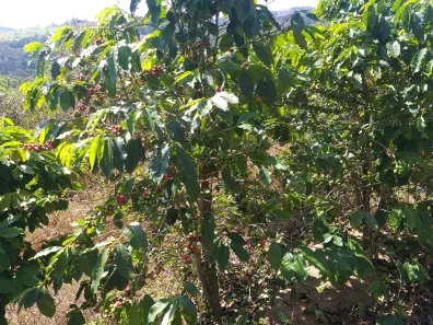 Fazenda/Sítio com 2 Quartos à venda, 60000m² no Área Rural de Amparo, Amparo