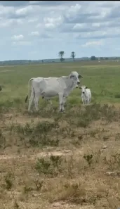 Fazenda/Sítio à venda, 1694000m² no Área Rural de Linhares, Linhares