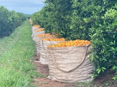 Fazenda/Sítio com 1 Quarto à venda, 8639998m² no Área Rural de Marília, Marília