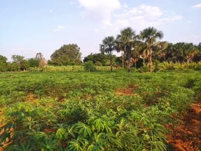 Fazenda/Sítio com 3 Quartos à venda, 65000m² no Planaltina, Brasília