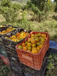 Fazenda/Sítio com 1 Quarto à venda, 100m² no Granja Mafra, Teresópolis