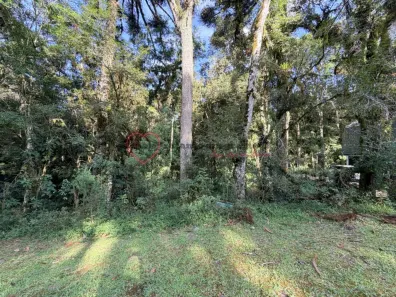 Lote/Terreno à venda, 592m² no Pinheiro Grosso, Canela