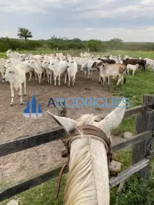 Fazenda/Sítio com 2 Quartos à venda, 4356m² no Campo Limpo, Feira de Santana